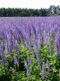 Lupinus Perennis